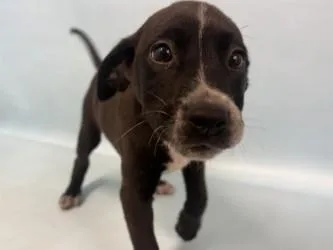 A baby large-sized female Labrador Retriever dog named Otter for adoption in Woodbury, MN