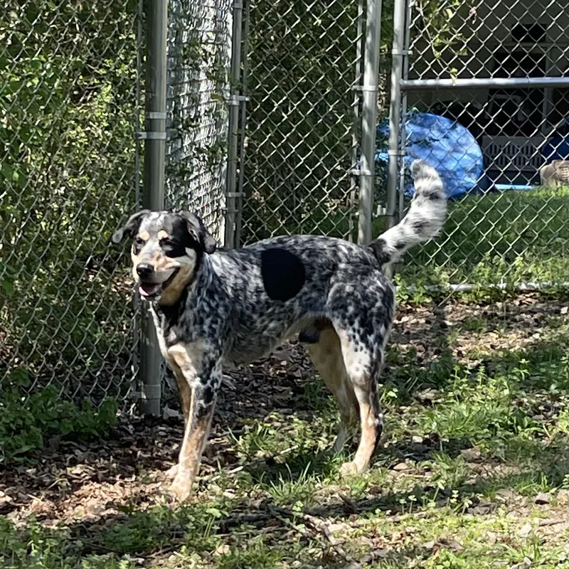 An adult large-sized male Merle (Blue) Bluetick Coonhound dog named Tucker for adoption in Heber Springs, AR