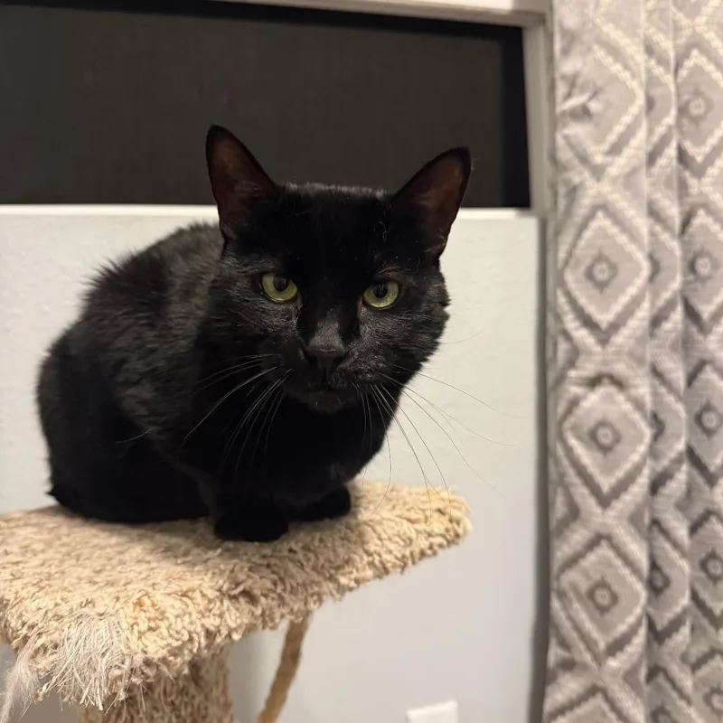 An adult small-sized female Black Domestic Short Hair cat named Uboo for adoption in Green Bay, WI