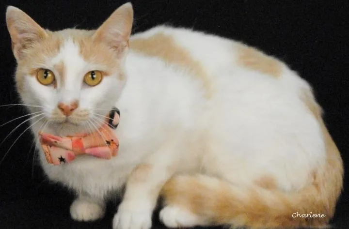 An adult medium-sized female Orange & White Domestic Short Hair cat named Sweetie for adoption in Newland, NC