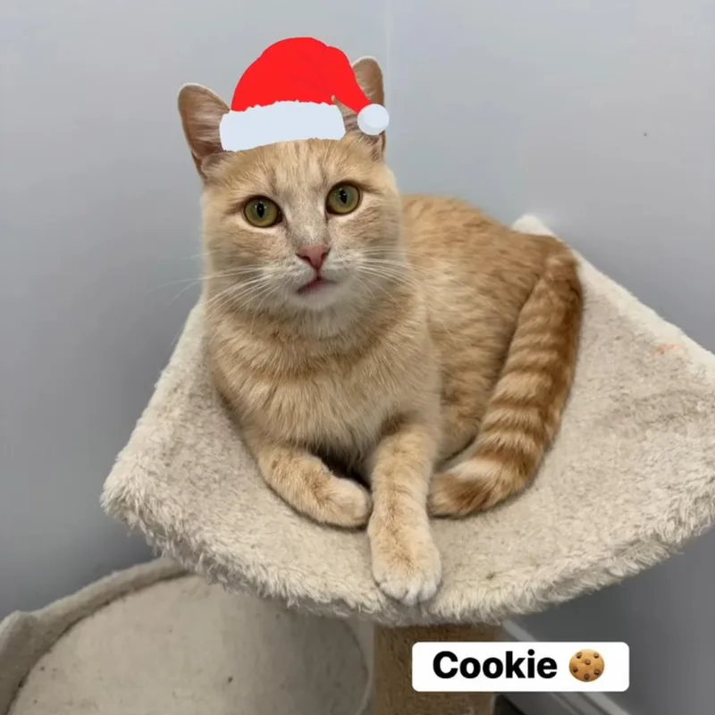 Cookie @pawz Pet Cafe