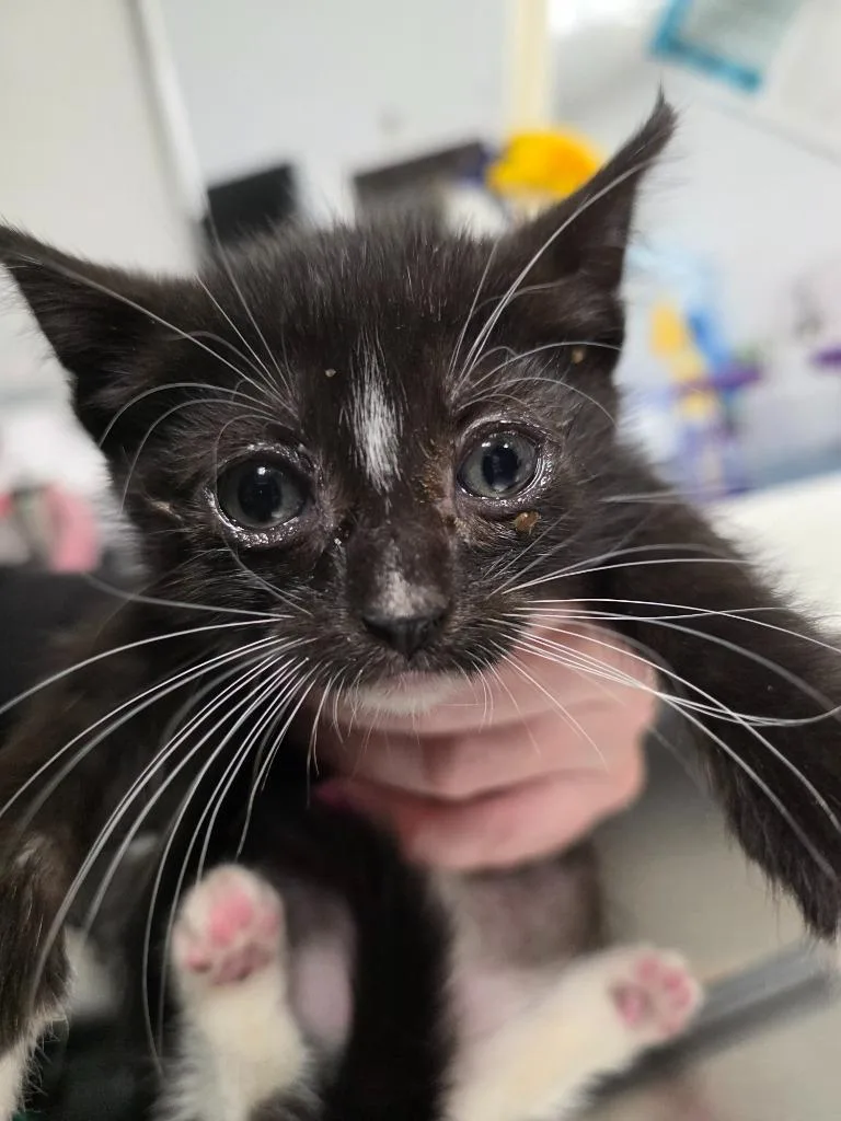 A baby small-sized male Domestic Short Hair cat named Blaze for adoption in Ewing, NJ