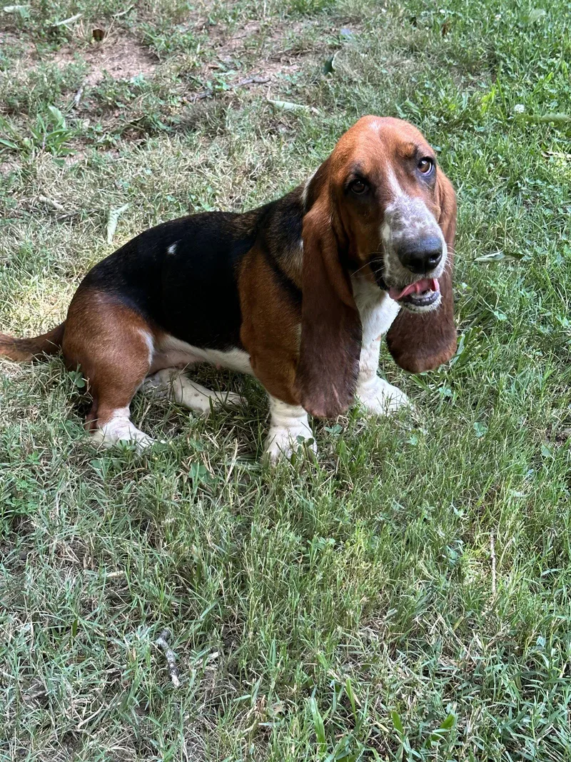 A young medium-sized female Basset Hound dog named Dora for adoption in Ball Ground, GA