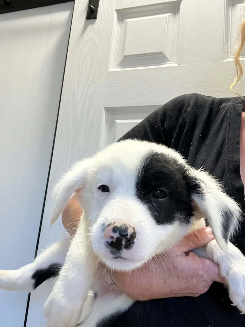 A baby small-sized male Border Collie dog named Cherry Garcia for adoption in Havertown, PA