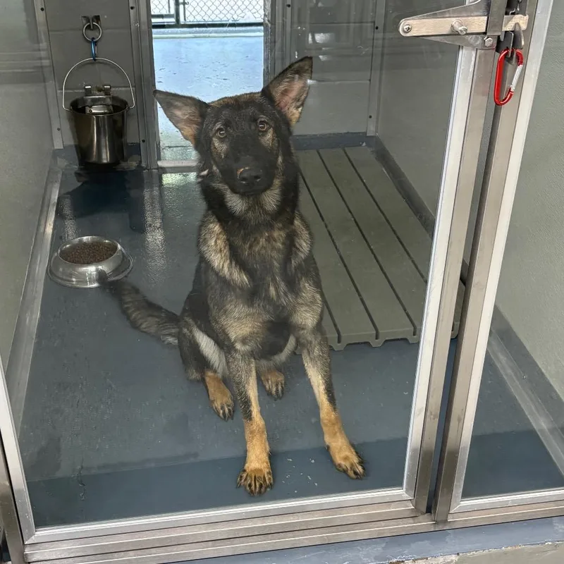 A young large-sized female Sable Shepherd dog named Zoey for adoption in Galax, VA