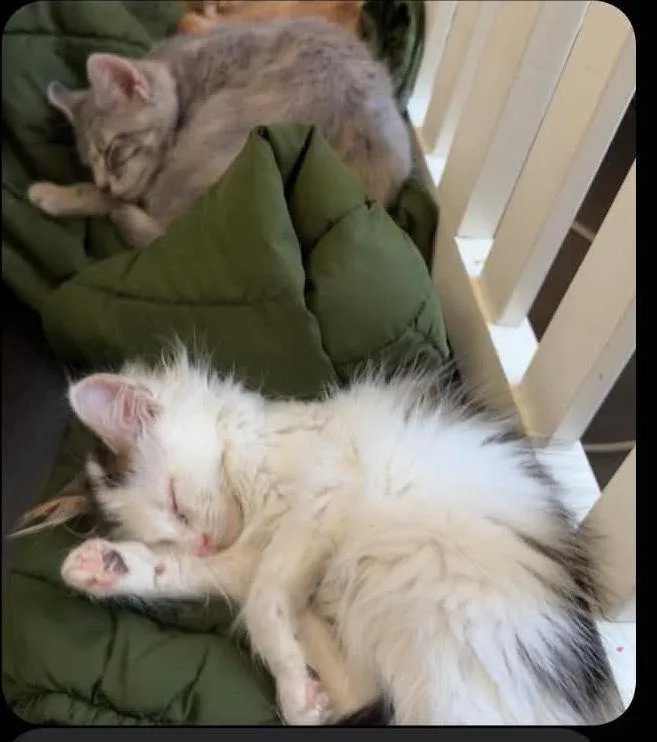 Smores and Ashe thumbnail 2