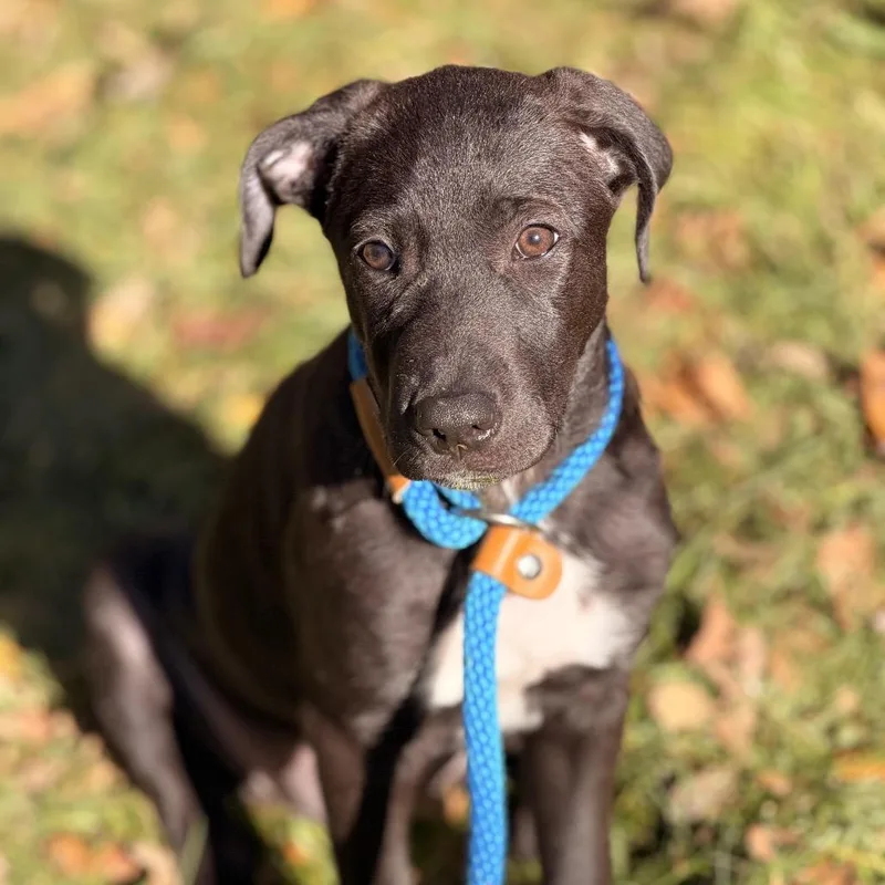 A baby medium-sized female Black Labrador Retriever dog named Charlee for adoption in Sparta, NJ