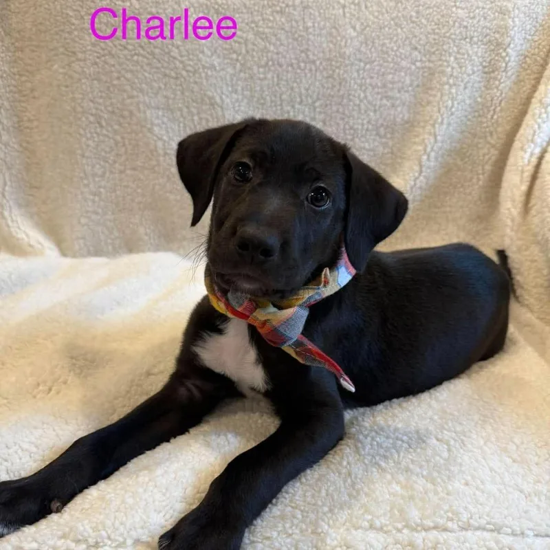 Charlee thumbnail 5