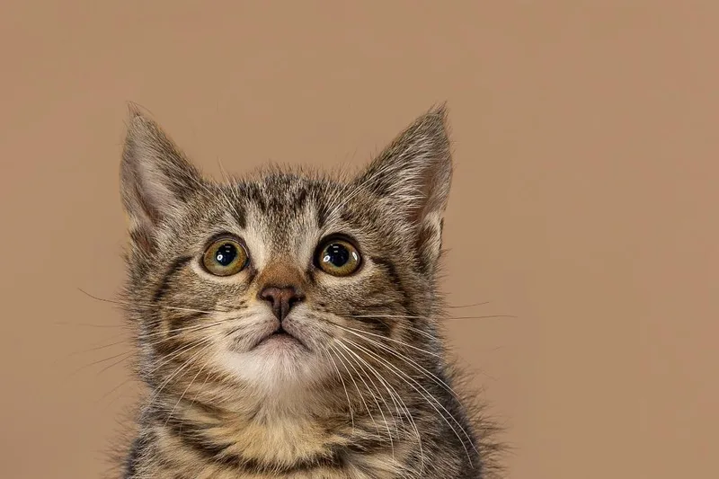 A young medium-sized female Tabby (Brown / Chocolate) Domestic Short Hair cat named Chipotle for adoption in Tyler, TX