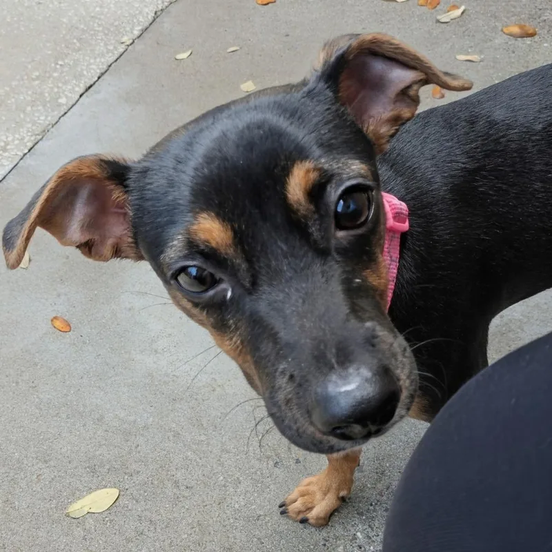 A young medium-sized female Black Chihuahua dog named Olivia Rodrigo for adoption in Fulton, TX
