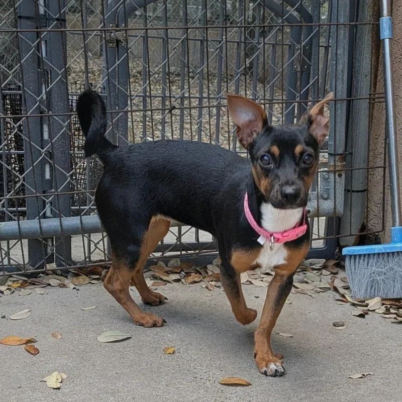 Olivia Rodrigo thumbnail 2