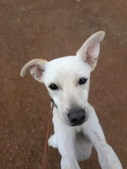 A young small-sized male Mixed Breed dog named Tommy Too for adoption in Divide, CO