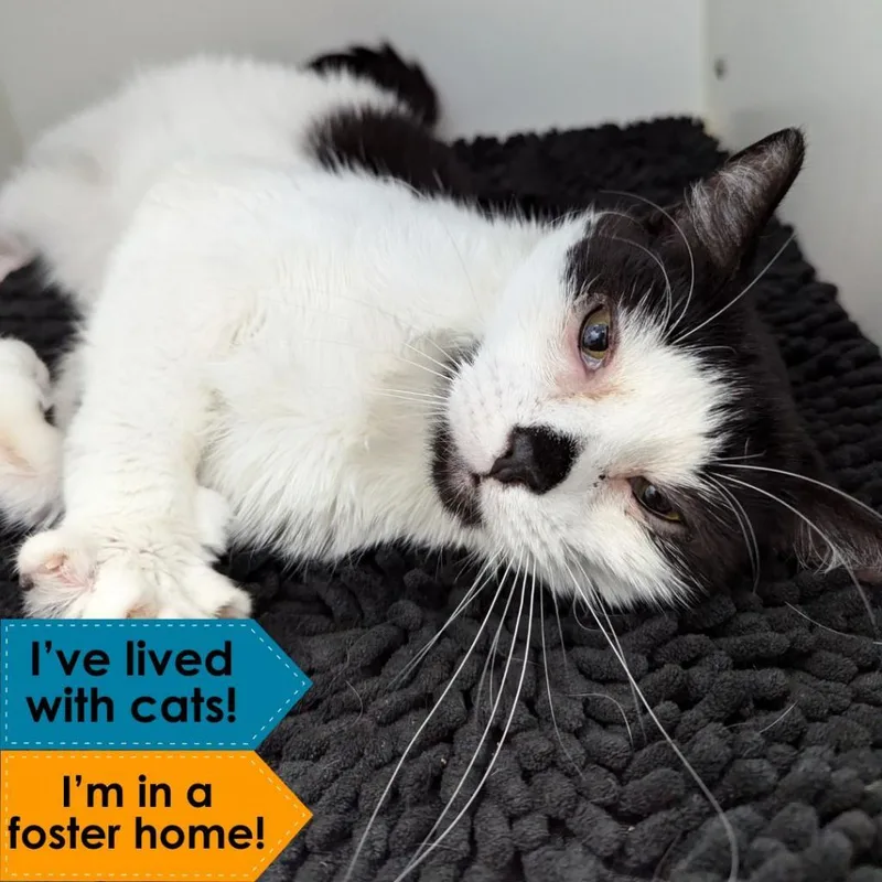 An adult medium-sized female Black Domestic Short Hair cat named Lola for adoption in Philadelphia, PA