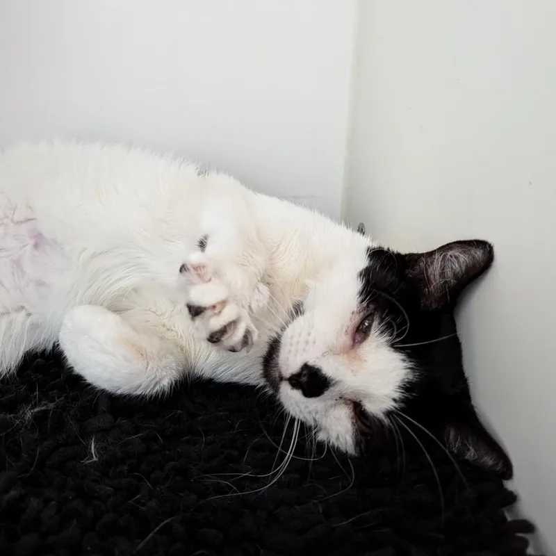 Lola thumbnail 6