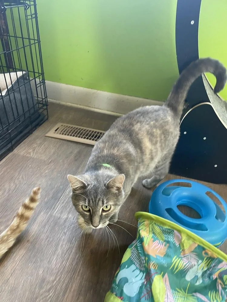 An adult medium-sized female Domestic Short Hair cat named Star for adoption in Evansville, IN