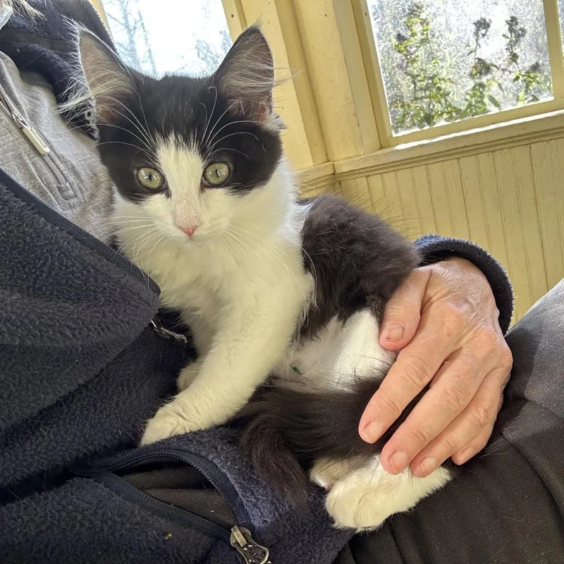 A baby small-sized female White Domestic Medium Hair cat named Betty for adoption in Saugerties, NY