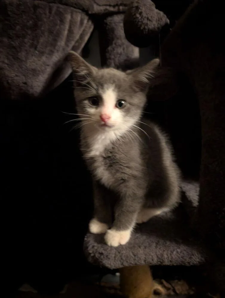 A baby small-sized male Gray & White Domestic Short Hair cat named Rayden for adoption in Blanchard, OK
