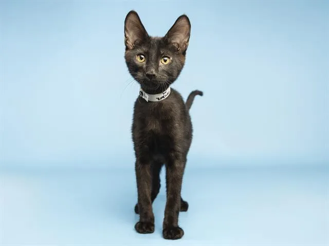 A baby small-sized male Domestic Short Hair cat named Linky for adoption in Phoenix, AZ