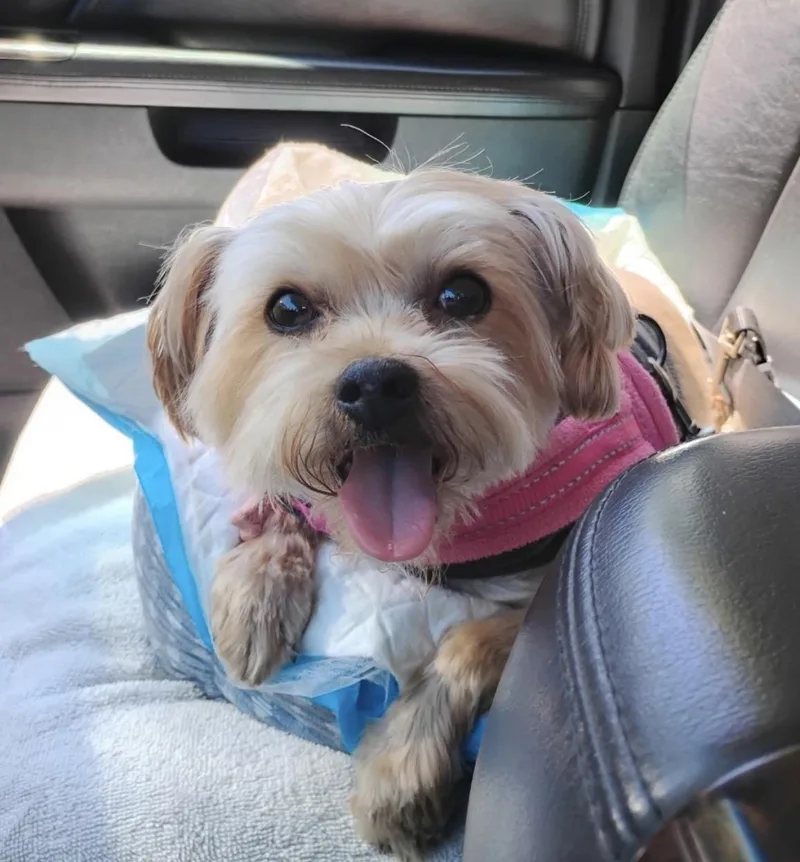 A senior small-sized female Gray / Blue / Silver Yorkshire Terrier dog named Eleanor for adoption in Powell Butte, OR