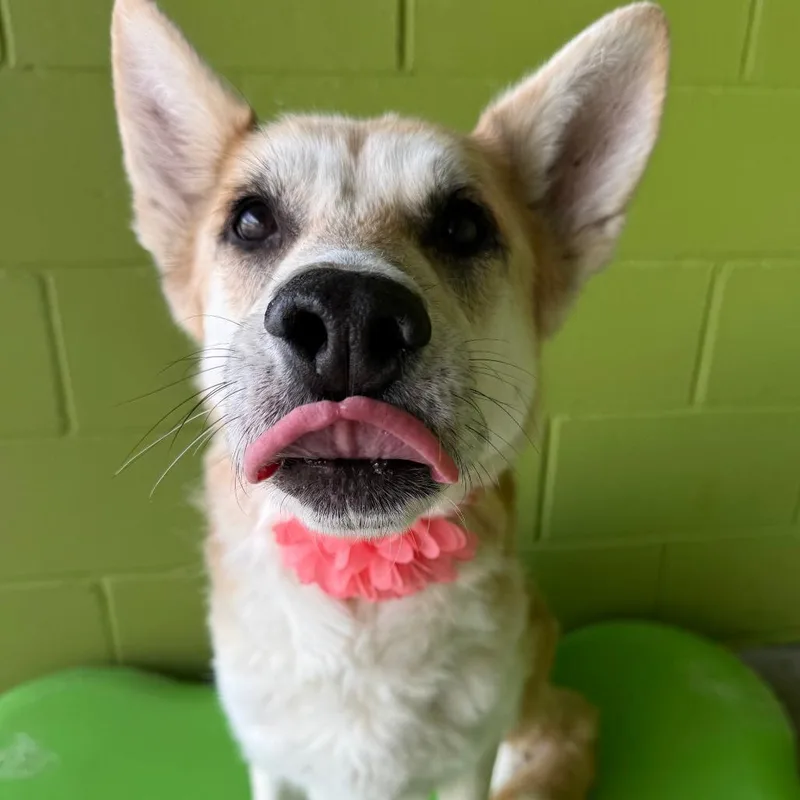 A senior medium-sized female Yellow / Tan / Blond / Fawn Mixed Breed dog named Nola for adoption in Las Cruces, NM