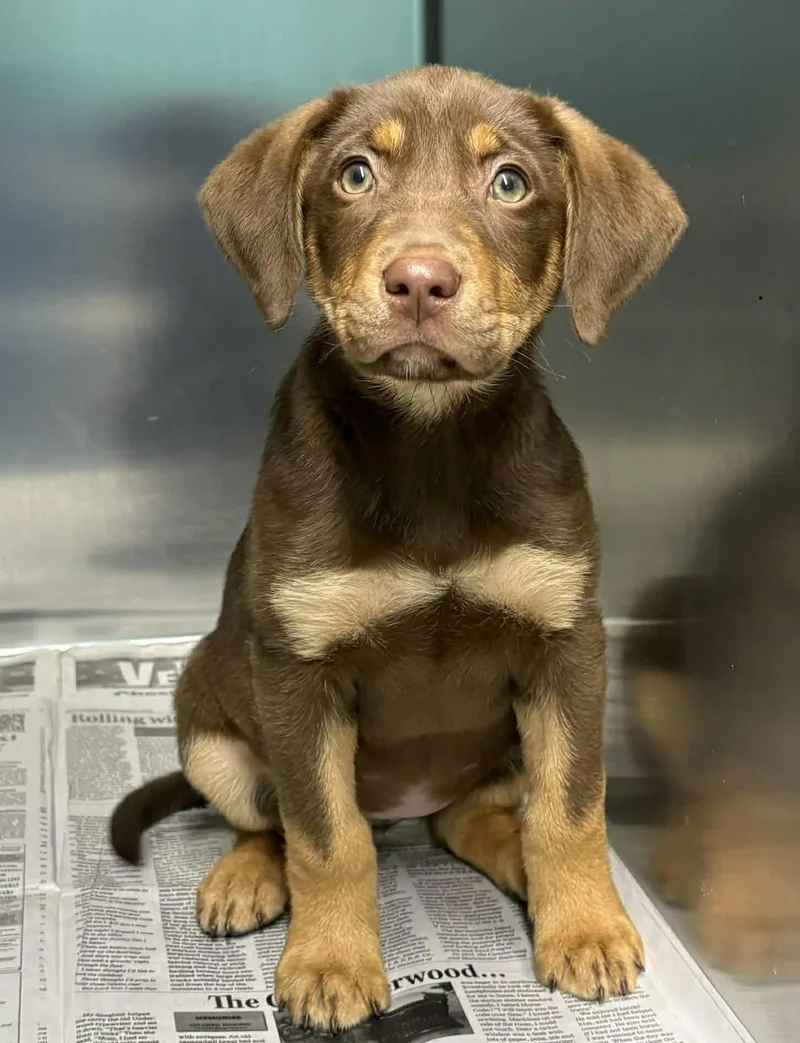 A baby medium-sized female Bicolor Labrador Retriever dog named Carismatic for adoption in Newport, TN
