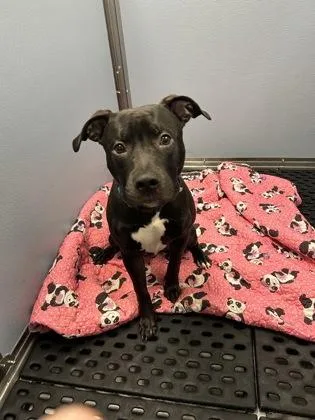 An adult large-sized male Mixed Breed dog named King for adoption in West Chester, PA