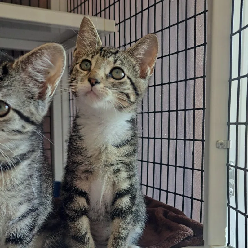 A baby small-sized male Brown / Chocolate Domestic Short Hair cat named Disco Stew for adoption in Chicago, IL