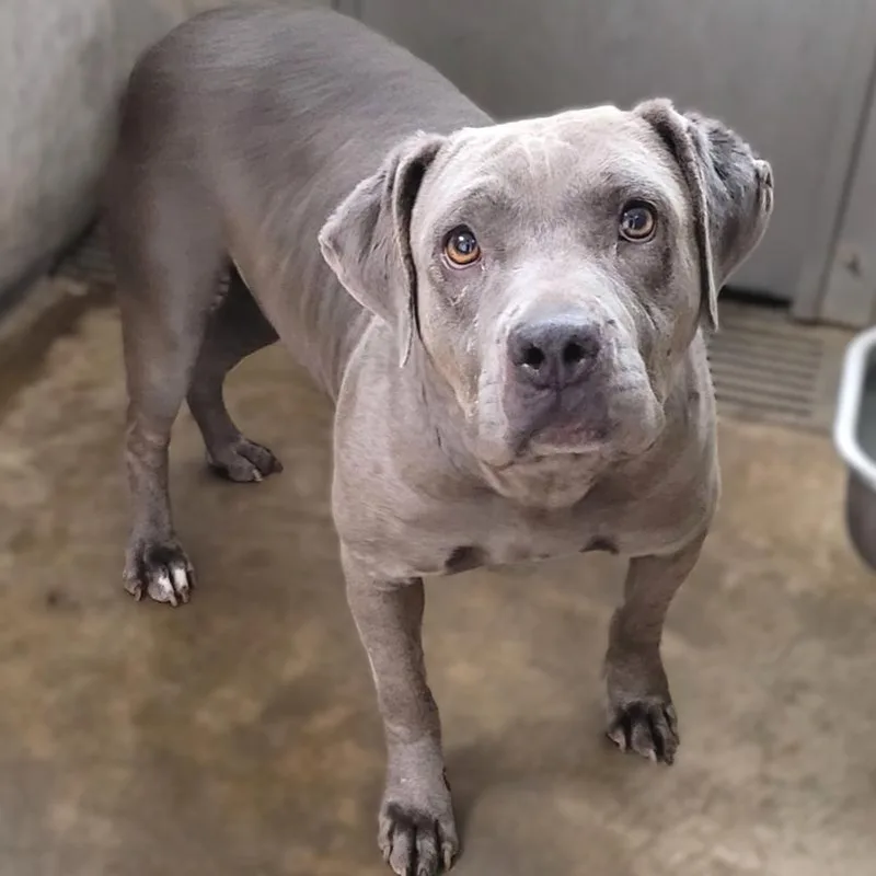 A young medium-sized female Gray / Blue / Silver Pit Bull Terrier dog named Willa A for adoption in Mission Hills, CA