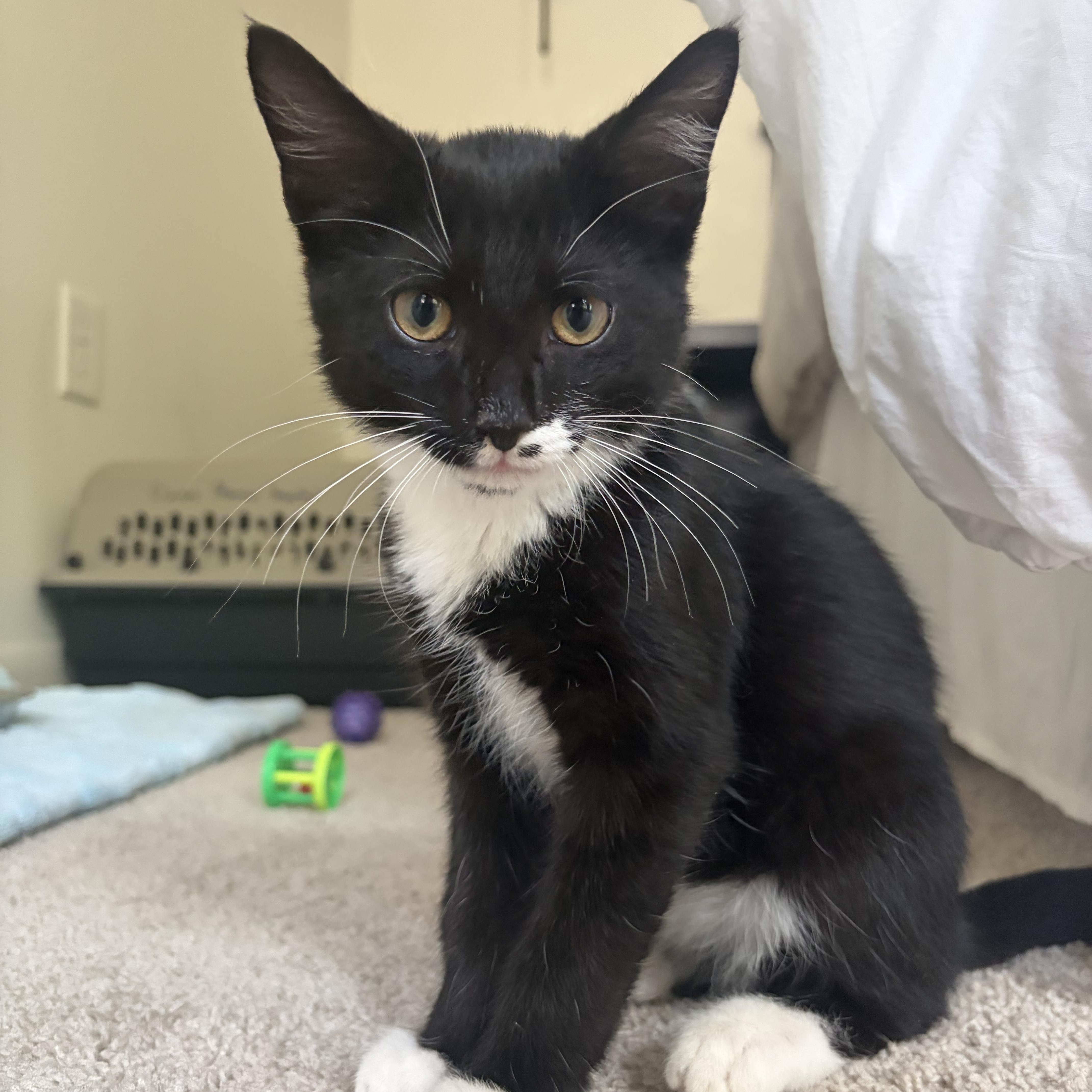 A young medium-sized male Tuxedo cat named Banana for adoption in Mount Pleasant, SC