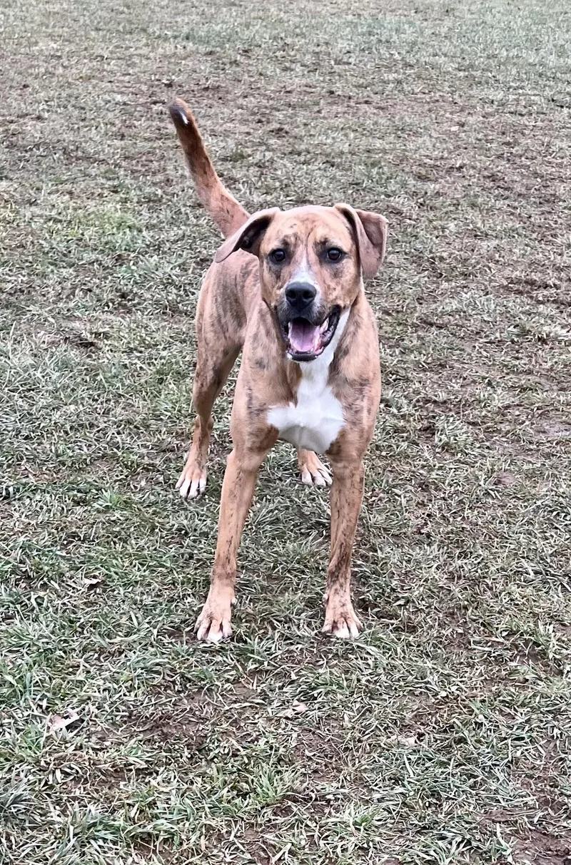 Tommy Boy thumbnail 2