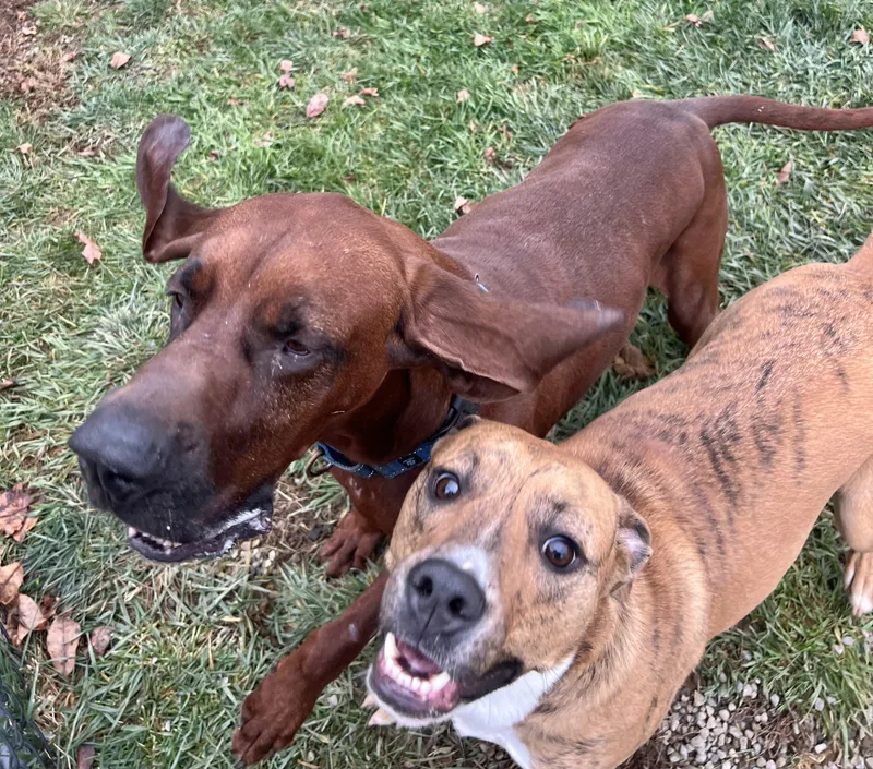 Tommy Boy thumbnail 3