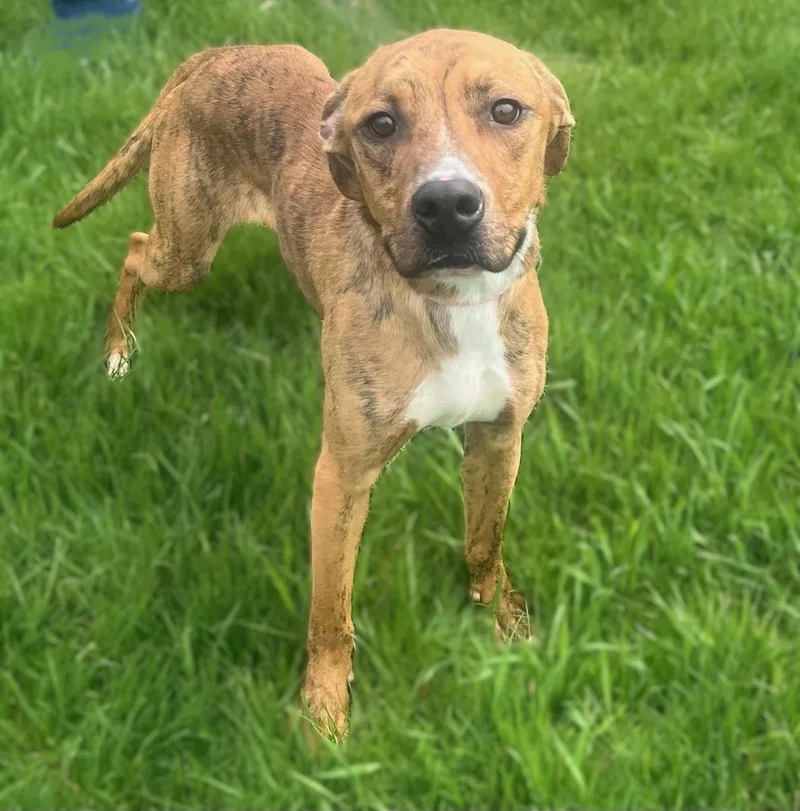 Tommy Boy thumbnail 4