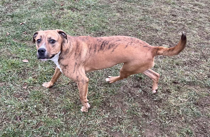 Tommy Boy thumbnail 5