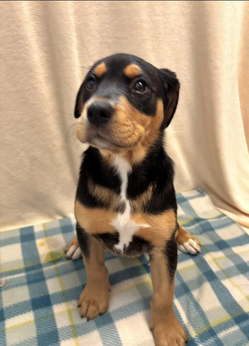 A young medium-sized female Rottweiler dog named Gracy  Months Ava for adoption in Sterling, MA