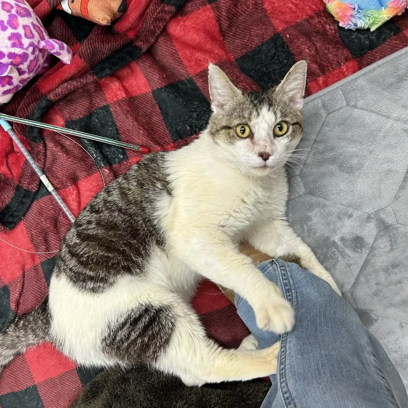An adult large-sized male Brown / Chocolate Domestic Short Hair cat named Excalipurr for adoption in Mebane, NC