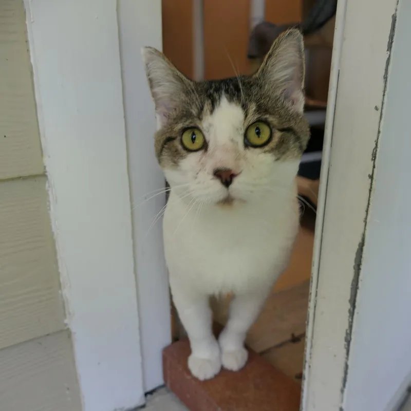 Excalipurr thumbnail 2