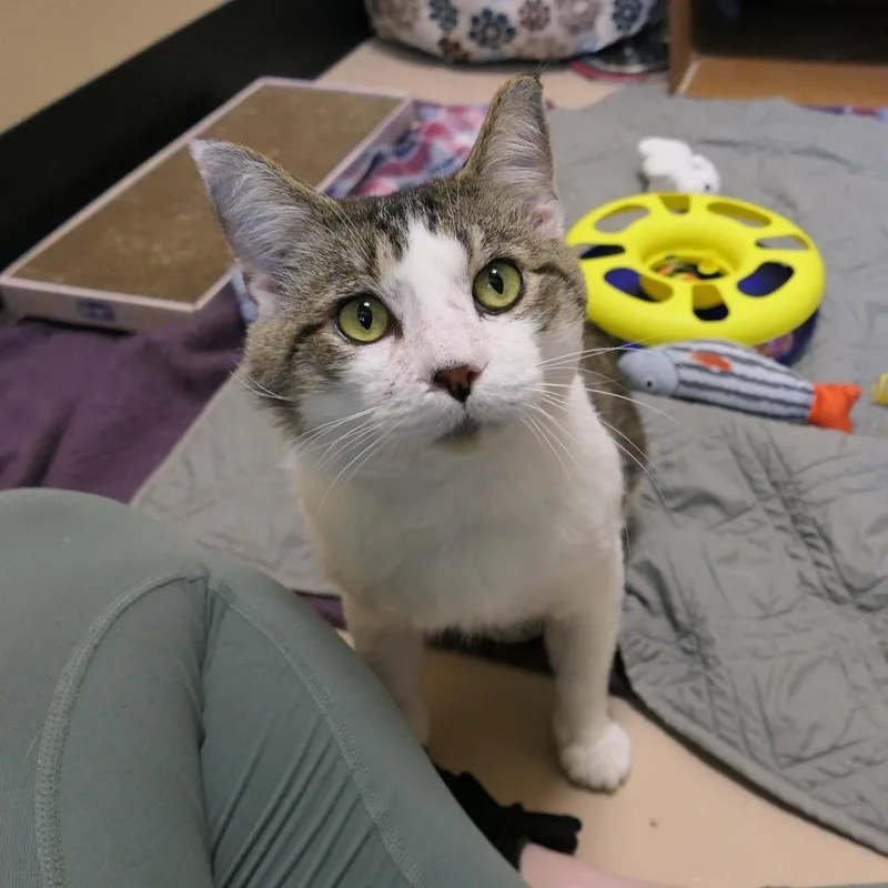 Excalipurr thumbnail 3