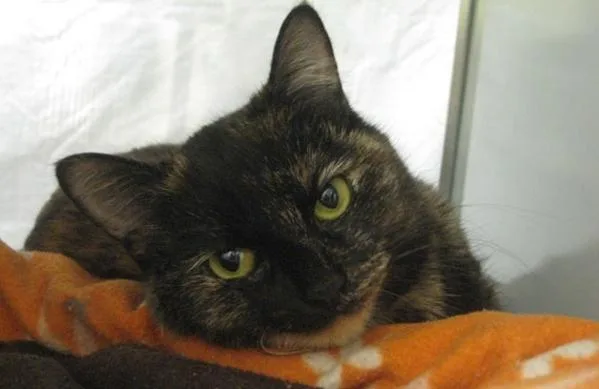 An adult small-sized female Domestic Short Hair cat named Mary for adoption in Oceanside, CA