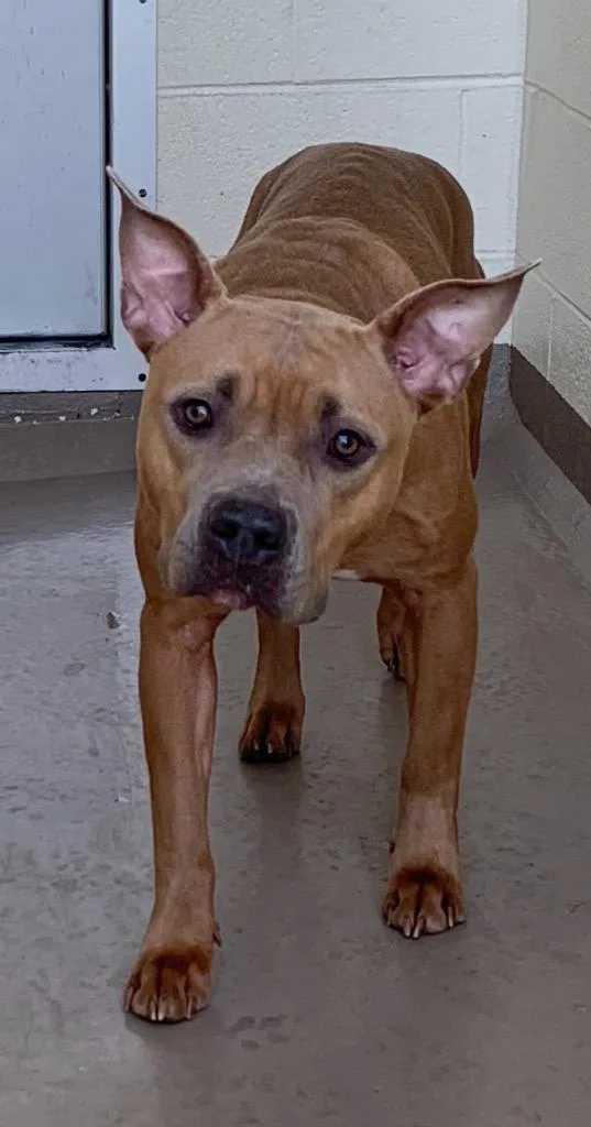 An adult medium-sized female Pit Bull Terrier dog named Zinnia for adoption in Christiansburg, VA