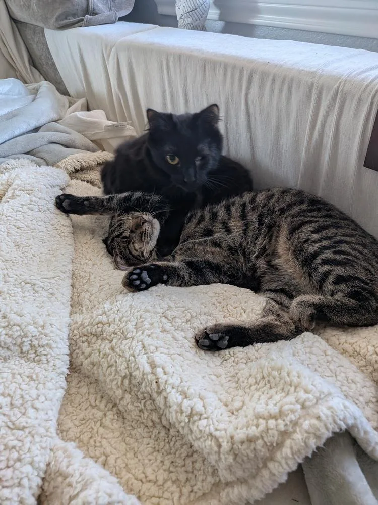 Big Mike thumbnail 2