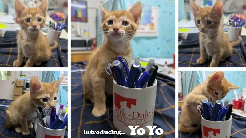 A baby medium-sized male Tabby (Orange / Red) Domestic Short Hair cat named Yoyo for adoption in Ozark, AL