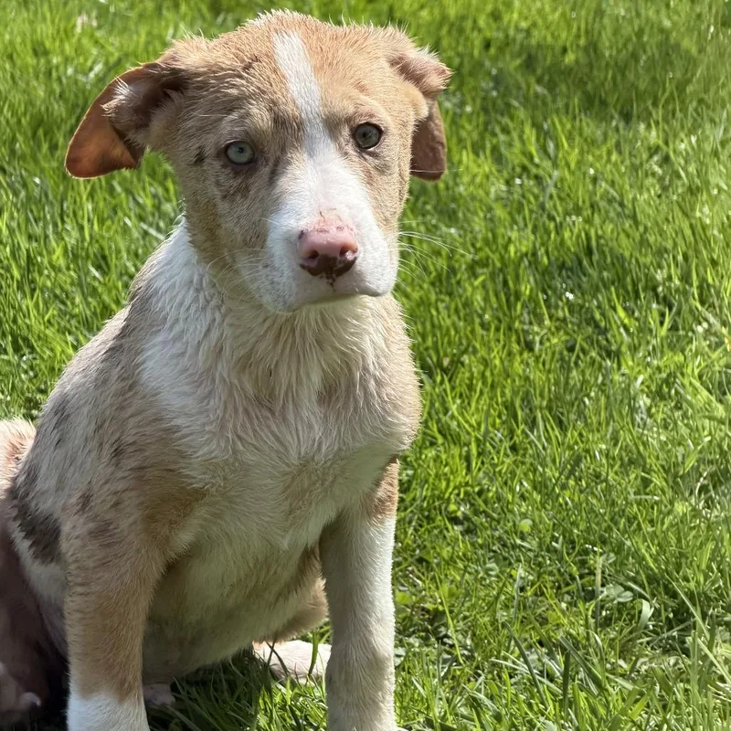A baby medium-sized male Yellow / Tan / Blond / Fawn Australian Shepherd dog named Ny Eugene Avail Apr for adoption in Stormville, NY