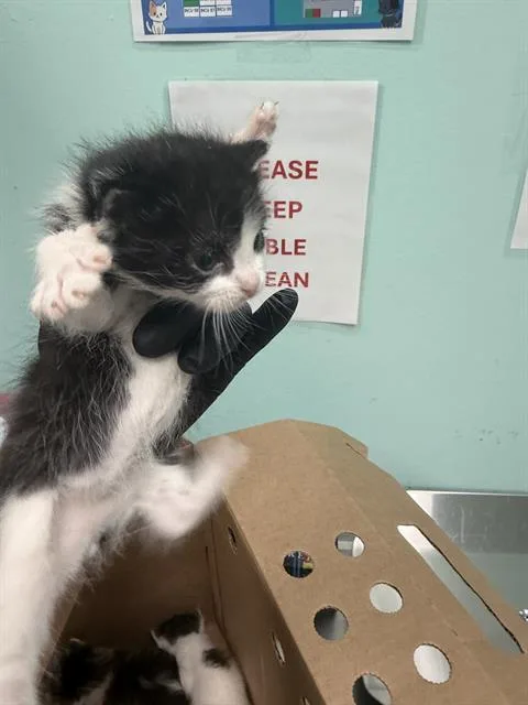 A baby small-sized male Domestic Short Hair cat named Gigi for adoption in Dallas, TX