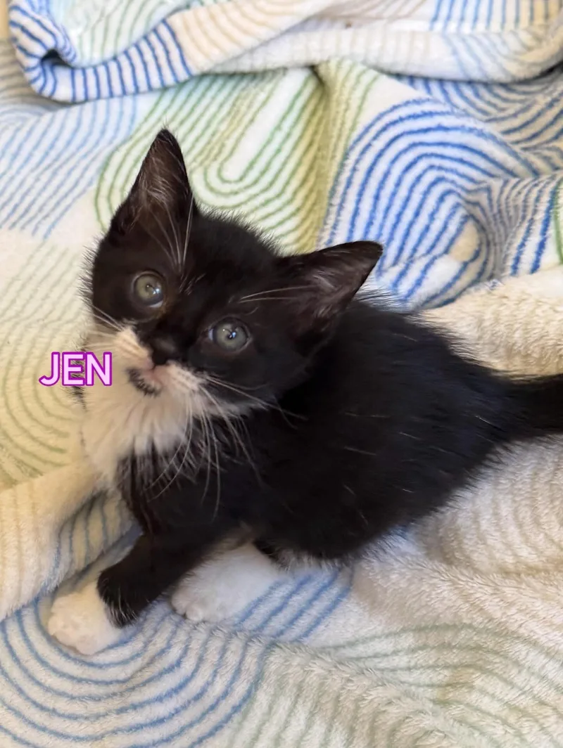 A baby small-sized female Black & White / Tuxedo Domestic Short Hair cat named Jen Lindley & Jack for adoption in Boca Raton, FL