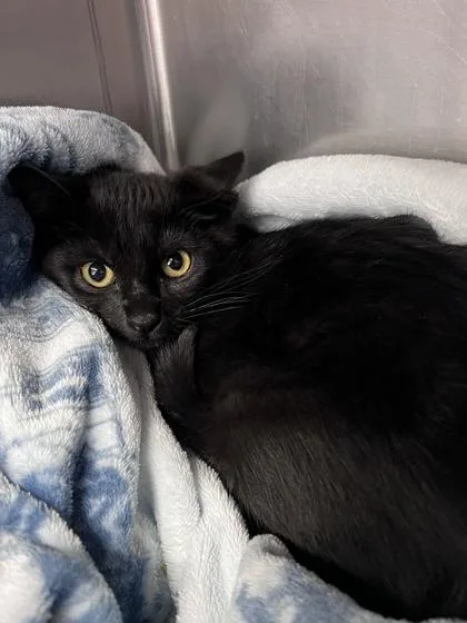 A baby small-sized female Domestic Short Hair cat named Duchess for adoption in Houston, TX
