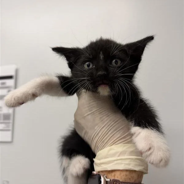 A baby small-sized male Domestic Short Hair cat named Hulk for adoption in Jacksonville, FL