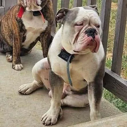 An adult medium-sized male Gray / Blue / Silver English Bulldog dog named Waylon for adoption in Hohenwald, TN