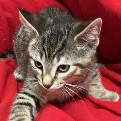 A baby medium-sized female Tabby (Gray / Blue / Silver) Tabby cat named Cumulus for adoption in Green Valley, AZ