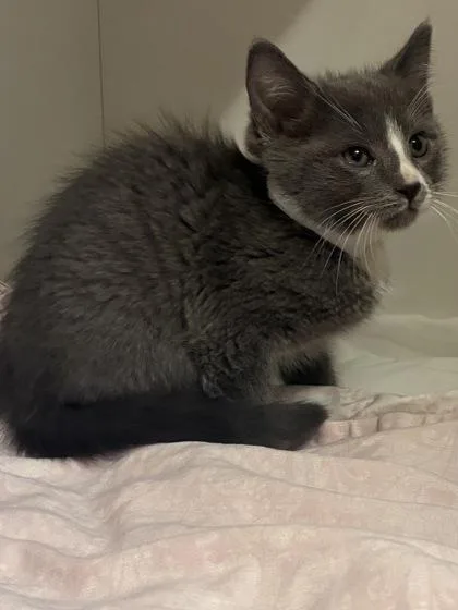 A baby small-sized female Domestic Short Hair cat named Leeny for adoption in West Chester, PA