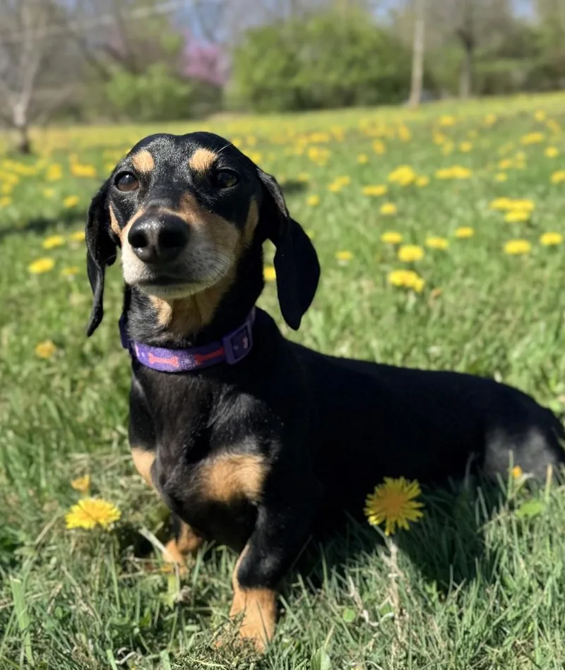 An adult small-sized male Tricolor (Brown, Black, & White) Dachshund dog named Boo for adoption in Xenia, OH